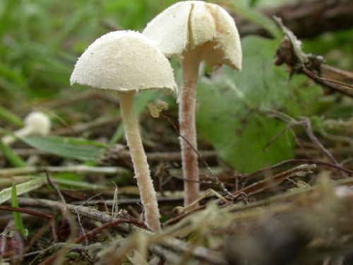 Cystolepiota seminuda